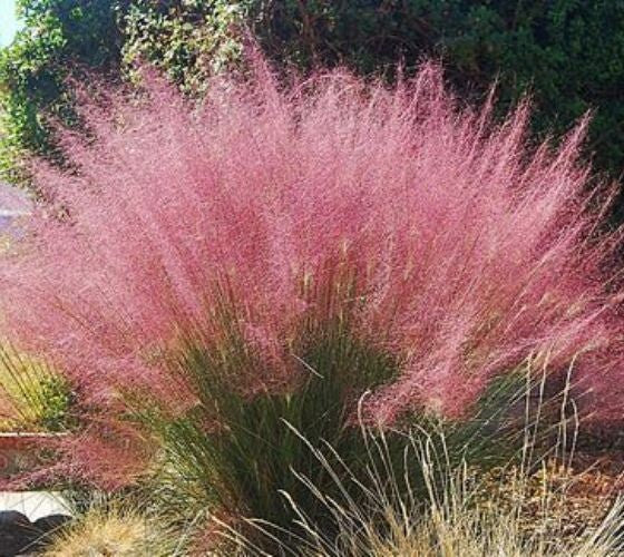 MUHLY GRASS - PINK - Quart Size - Free Shipping!