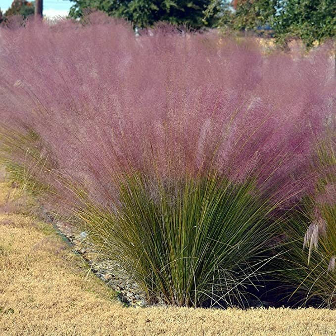 MUHLY GRASS - PINK - Quart Size - Free Shipping!