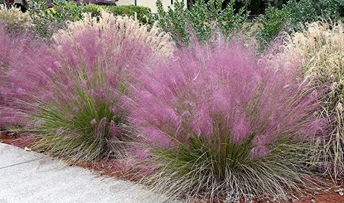 MUHLY GRASS - PINK - Quart Size - Free Shipping!