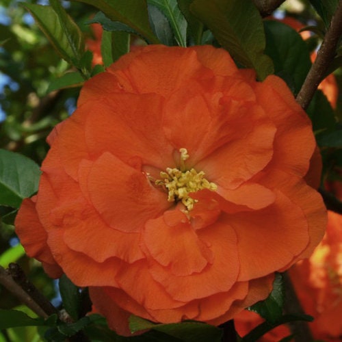 ORANGE QUINCE - 1 Gallon Size - Free Shipping!