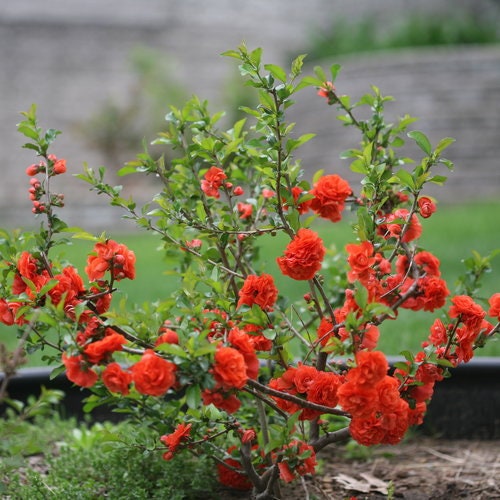 ORANGE QUINCE - 1 Gallon Size - Free Shipping!