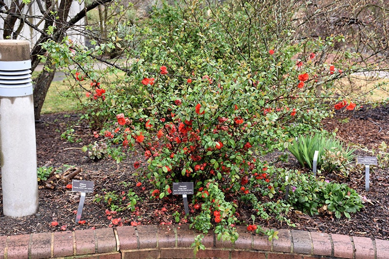 ORANGE QUINCE - 1 Gallon Size - Free Shipping!