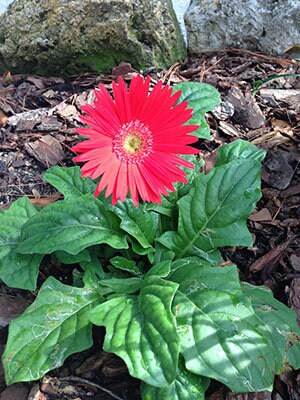 CUT FLOWERS - GERBERA Daisy! - Spring and Summer Flowers are here! - 3 Plus Plants Per Order!