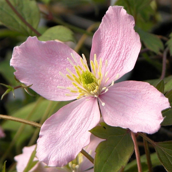 PINK CLEMATIS - "Mailbox Plant" - 1 Quart Size - Free Shipping!