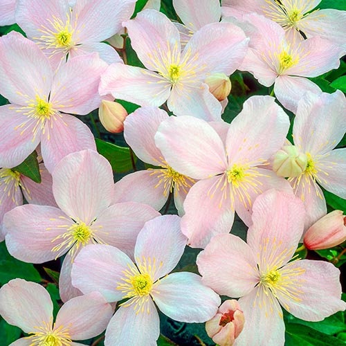 PINK CLEMATIS - "Mailbox Plant" - 1 Quart Size - Free Shipping!