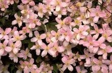 PINK CLEMATIS - "Mailbox Plant" - 1 Quart Size - Free Shipping!