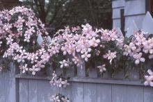 PINK CLEMATIS - "Mailbox Plant" - 1 Quart Size - Free Shipping!