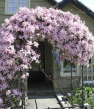 PINK CLEMATIS - "Mailbox Plant" - 1 Quart Size - Free Shipping!