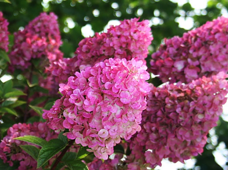 STRAWBERRY HYDRANGEA - Pink Flowers - 1 Quart Container - Free Shipping