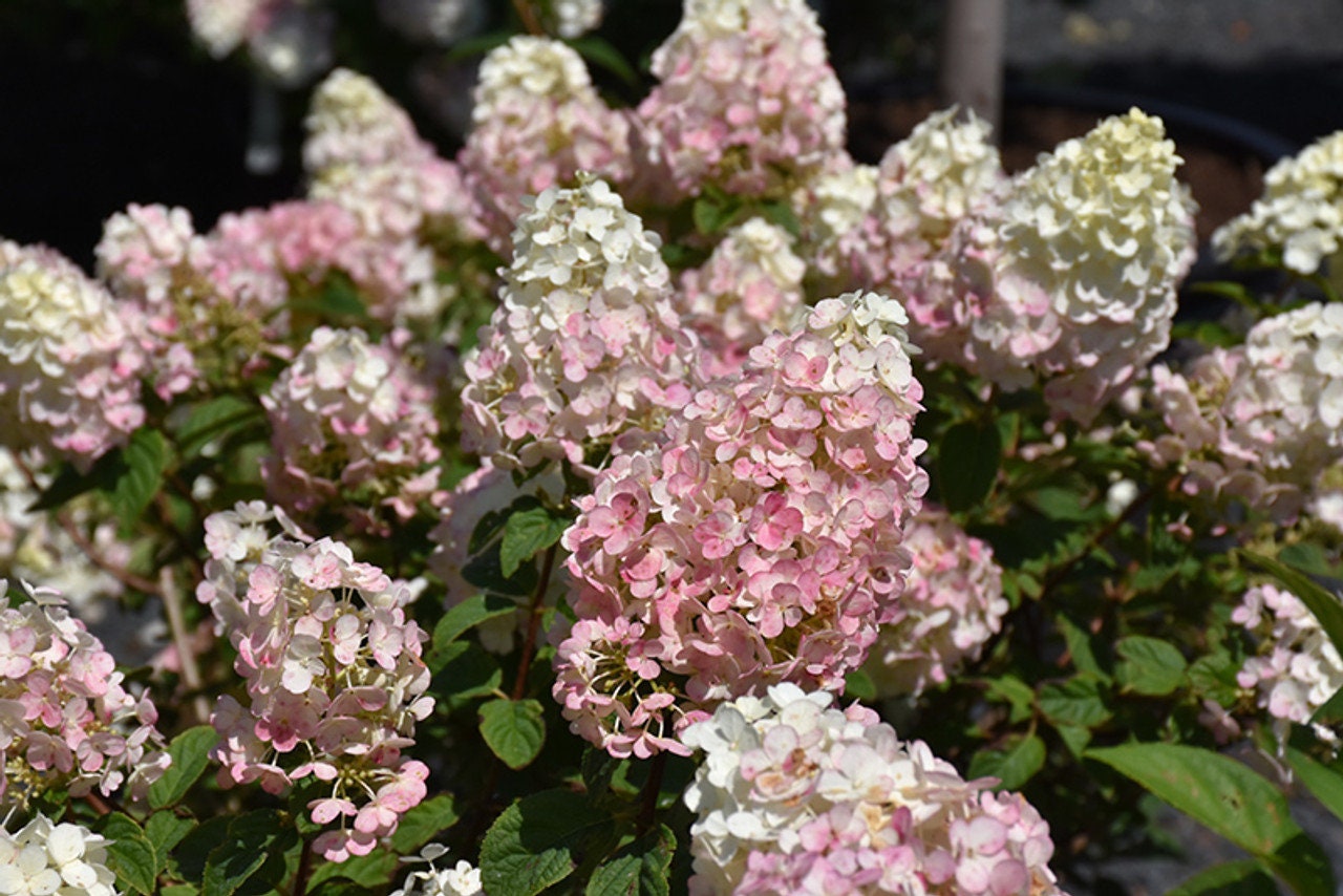 STRAWBERRY HYDRANGEA - Pink Flowers - 1 Quart Container - Free Shipping