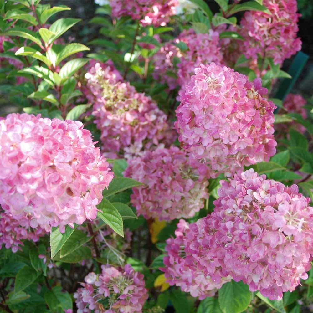 STRAWBERRY HYDRANGEA - Pink Flowers - 1 Quart Container - Free Shipping