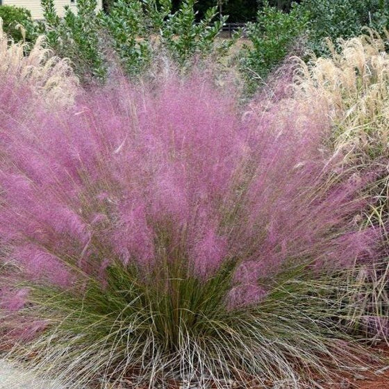 MUHLY GRASS - PINK - Quart Size - Free Shipping!