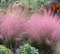 MUHLY GRASS - PINK - Quart Size - Free Shipping!