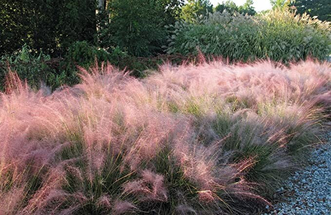 MUHLY GRASS - PINK - Quart Size - Free Shipping!