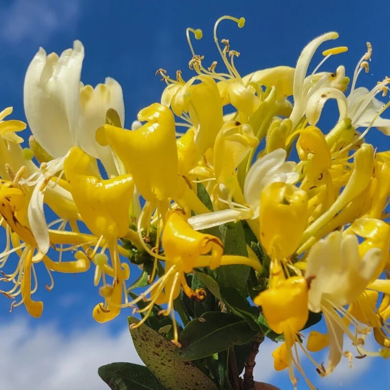 YELLOW HONEYSUCKLE VINE | 'Scentsation' | 1 Gallon Container | Free Shipping