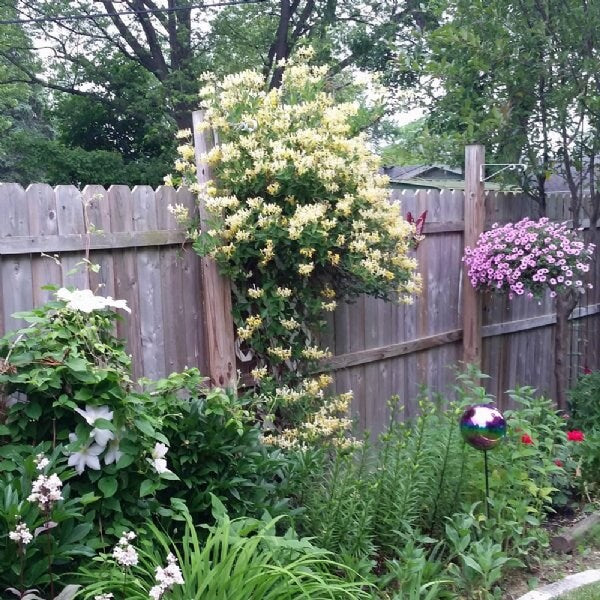 YELLOW HONEYSUCKLE VINE | 'Scentsation' | 1 Gallon Container | Free Shipping