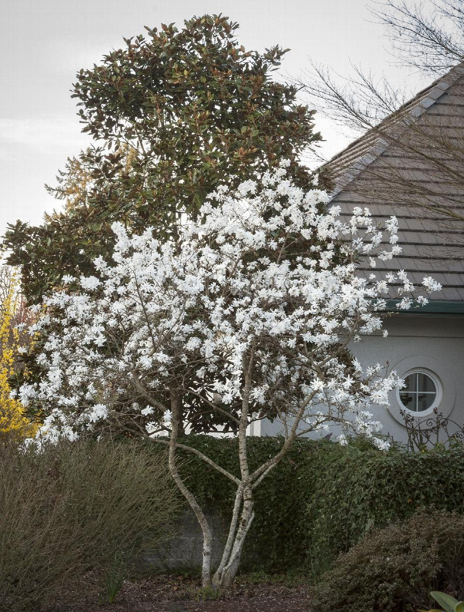 ROYAL STAR MAGNOLIA - 1 Gallon Size Tree - Free Shipping!