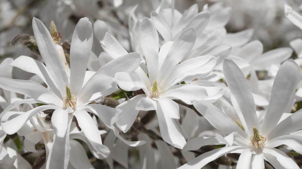 ROYAL STAR MAGNOLIA - 1 Gallon Size Tree - Free Shipping!