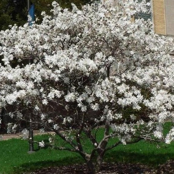 ROYAL STAR MAGNOLIA - 1 Gallon Size Tree - Free Shipping!