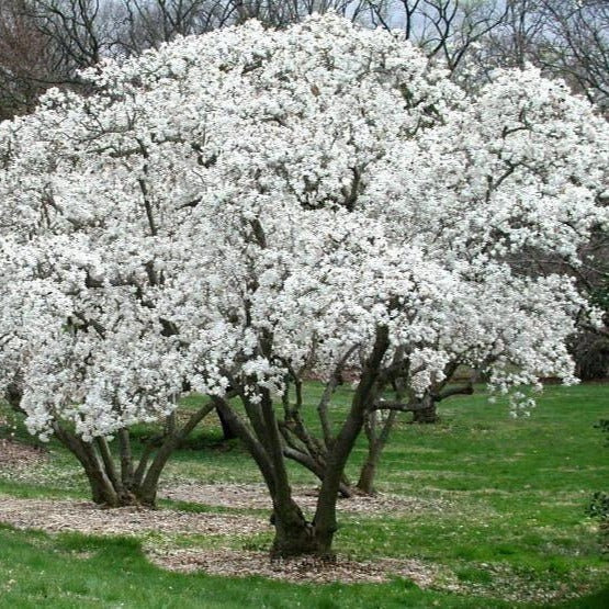 ROYAL STAR MAGNOLIA - 1 Gallon Size Tree - Free Shipping!