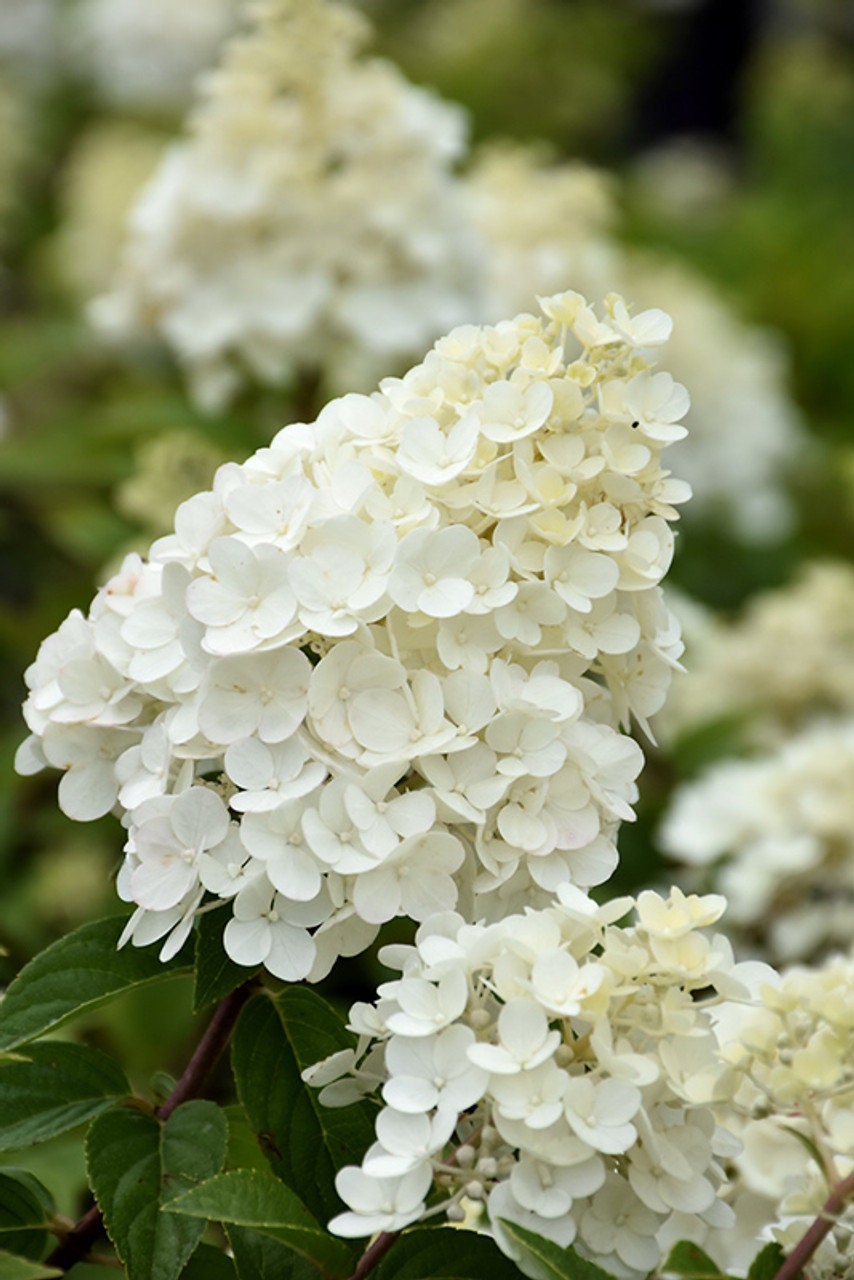 STRAWBERRY HYDRANGEA - Pink Flowers - 1 Quart Container - Free Shipping