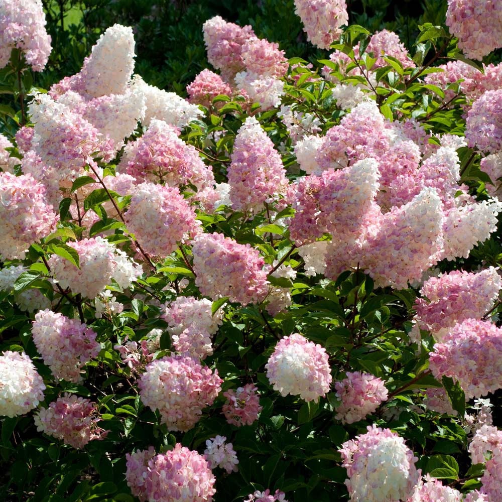 STRAWBERRY HYDRANGEA - Pink Flowers - 1 Quart Container - Free Shipping