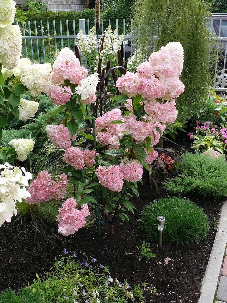 STRAWBERRY HYDRANGEA - Pink Flowers - 1 Quart Container - Free Shipping