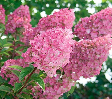 STRAWBERRY HYDRANGEA - Pink Flowers - 1 Quart Container - Free Shipping