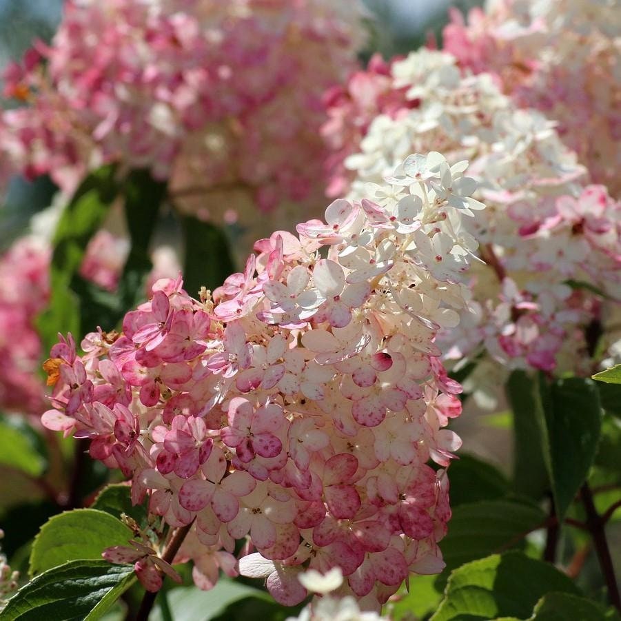 STRAWBERRY HYDRANGEA - Pink Flowers - 1 Quart Container - Free Shipping