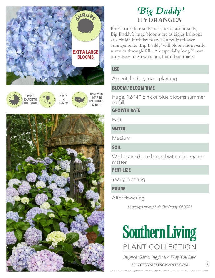 Big Daddy Hydrangea | Hydrangea macrophylla 'Big Daddy' PP14527 | 3 Gallon Container