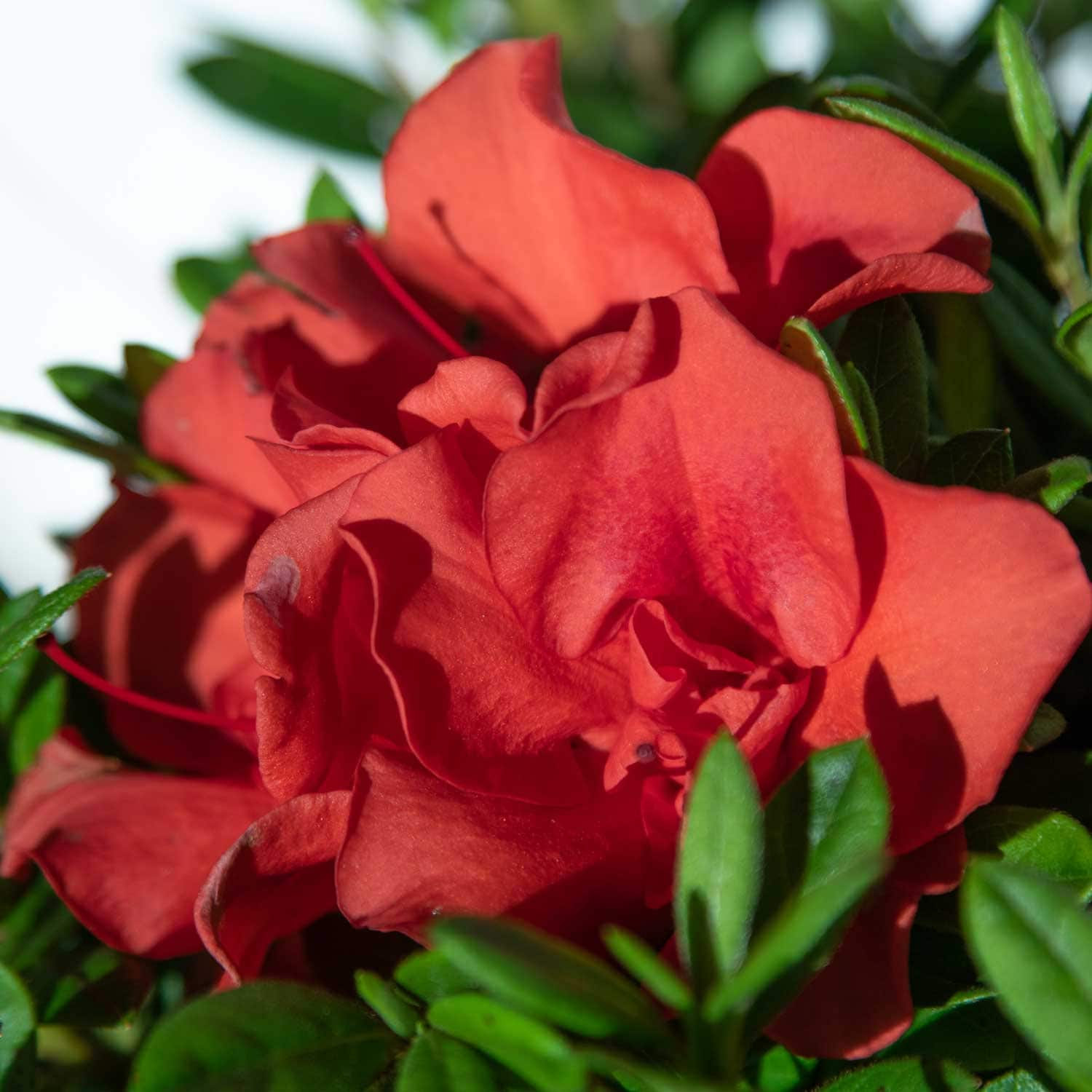 Autumn Embers Encore Azalea - RED Flowers - LARGE 3 Gallon Sizes - Free Shipping!