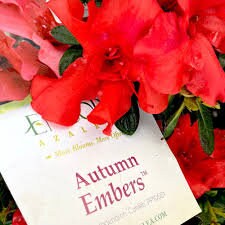 Autumn Embers Encore Azalea - RED Flowers - LARGE 3 Gallon Sizes - Free Shipping!