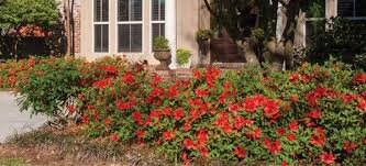 Autumn Embers Encore Azalea - RED Flowers - LARGE 3 Gallon Sizes - Free Shipping!