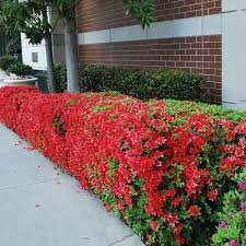 Autumn Embers Encore Azalea - RED Flowers - LARGE 3 Gallon Sizes - Free Shipping!