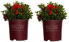 Autumn Embers Encore Azalea - RED Flowers - LARGE 3 Gallon Sizes - Free Shipping!