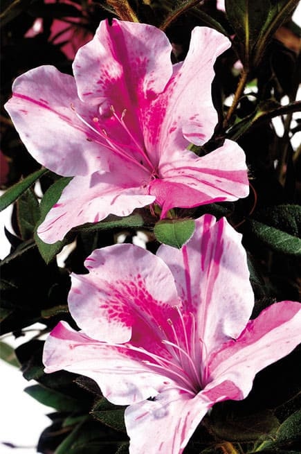 Autumn Twist Encore Azalea - Pink, Purple, and White Flowers - Large 3 Gallon Sizes - Free Shipping!