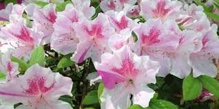 Autumn Twist Encore Azalea - Pink, Purple, and White Flowers - Large 3 Gallon Sizes - Free Shipping!