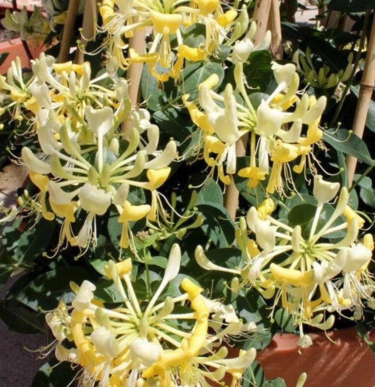 YELLOW HONEYSUCKLE VINE | 'Scentsation' | 1 Gallon Container | Free Shipping