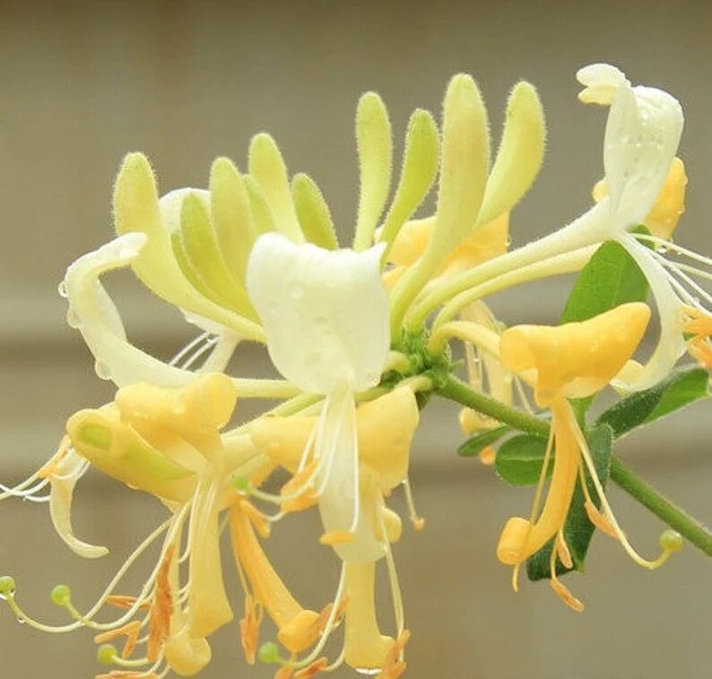 YELLOW HONEYSUCKLE VINE | 'Scentsation' | 1 Gallon Container | Free Shipping