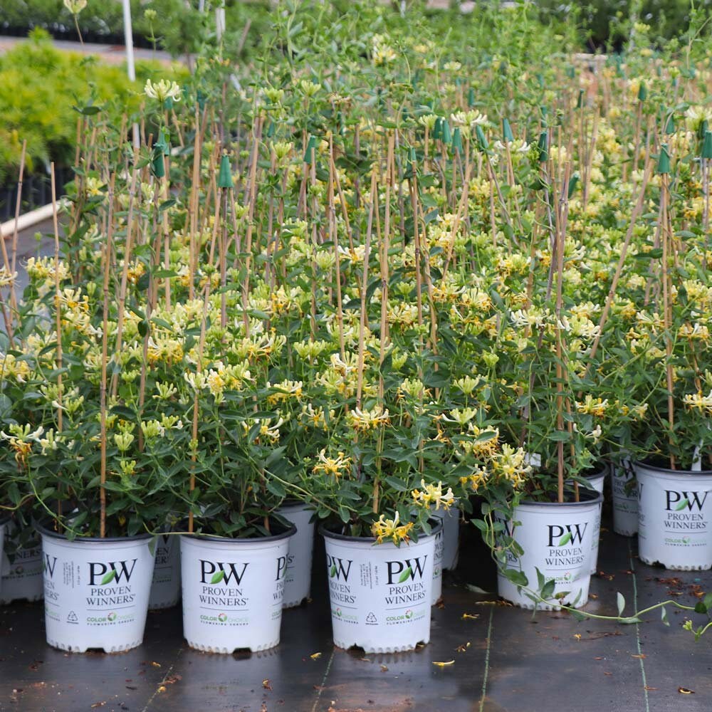 YELLOW HONEYSUCKLE VINE | 'Scentsation' | 1 Gallon Container | Free Shipping