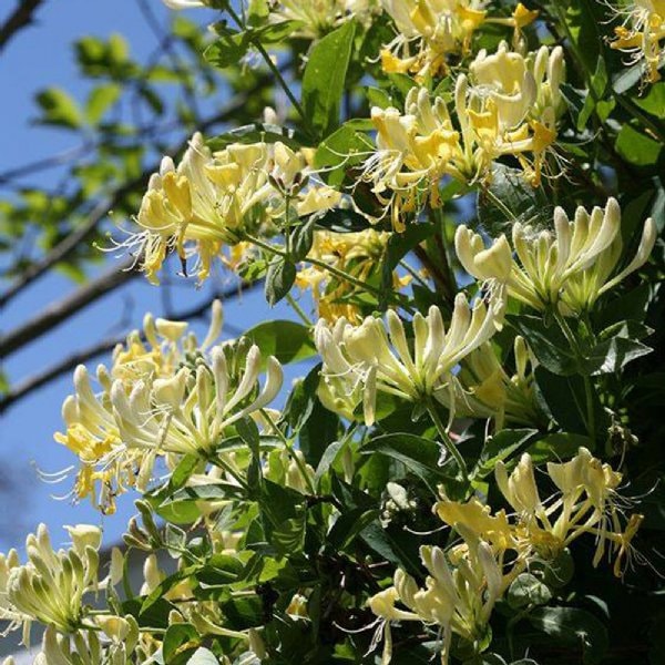 YELLOW HONEYSUCKLE VINE | 'Scentsation' | 1 Gallon Container | Free Shipping