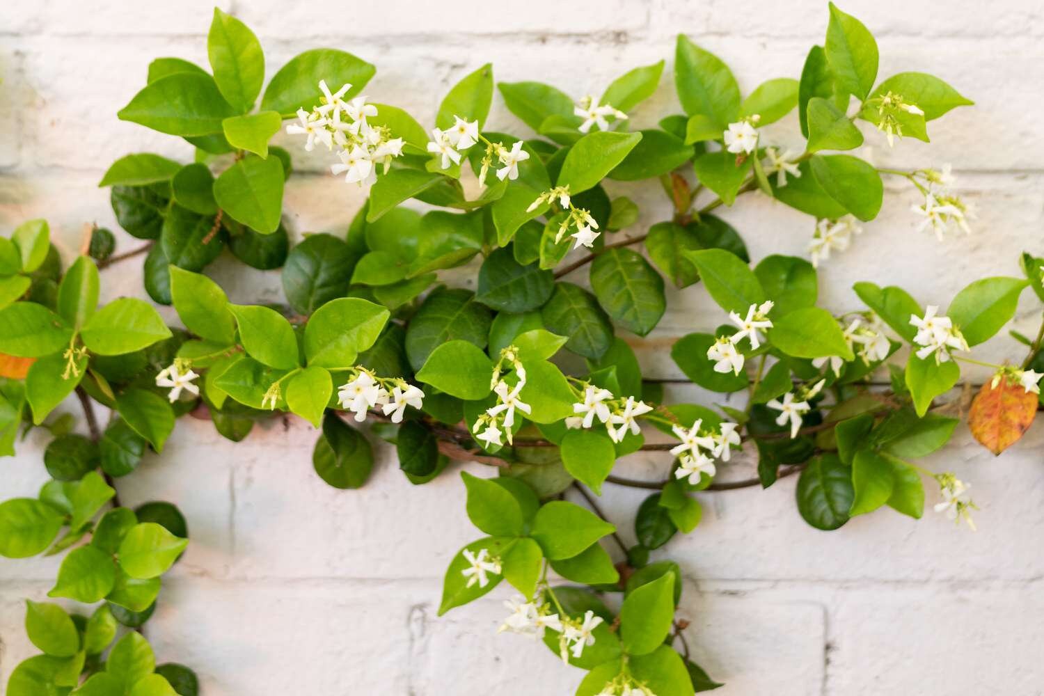 Confederate Star Jasmine -