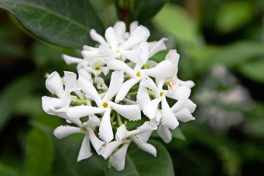 Confederate Star Jasmine -