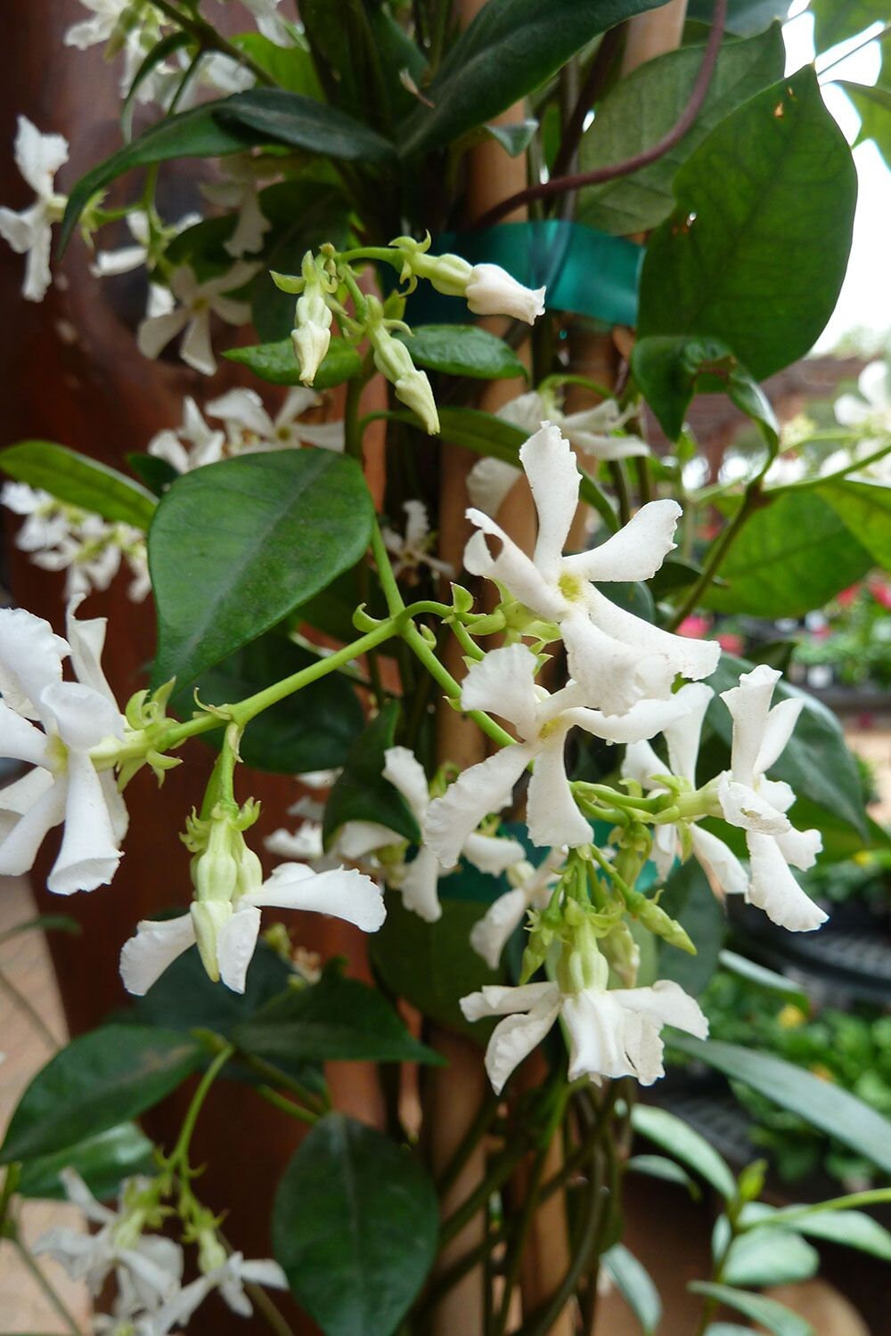 Confederate Star Jasmine -