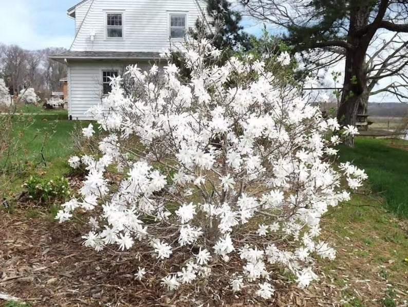 ROYAL STAR MAGNOLIA - 1 Gallon Size Tree - Free Shipping!