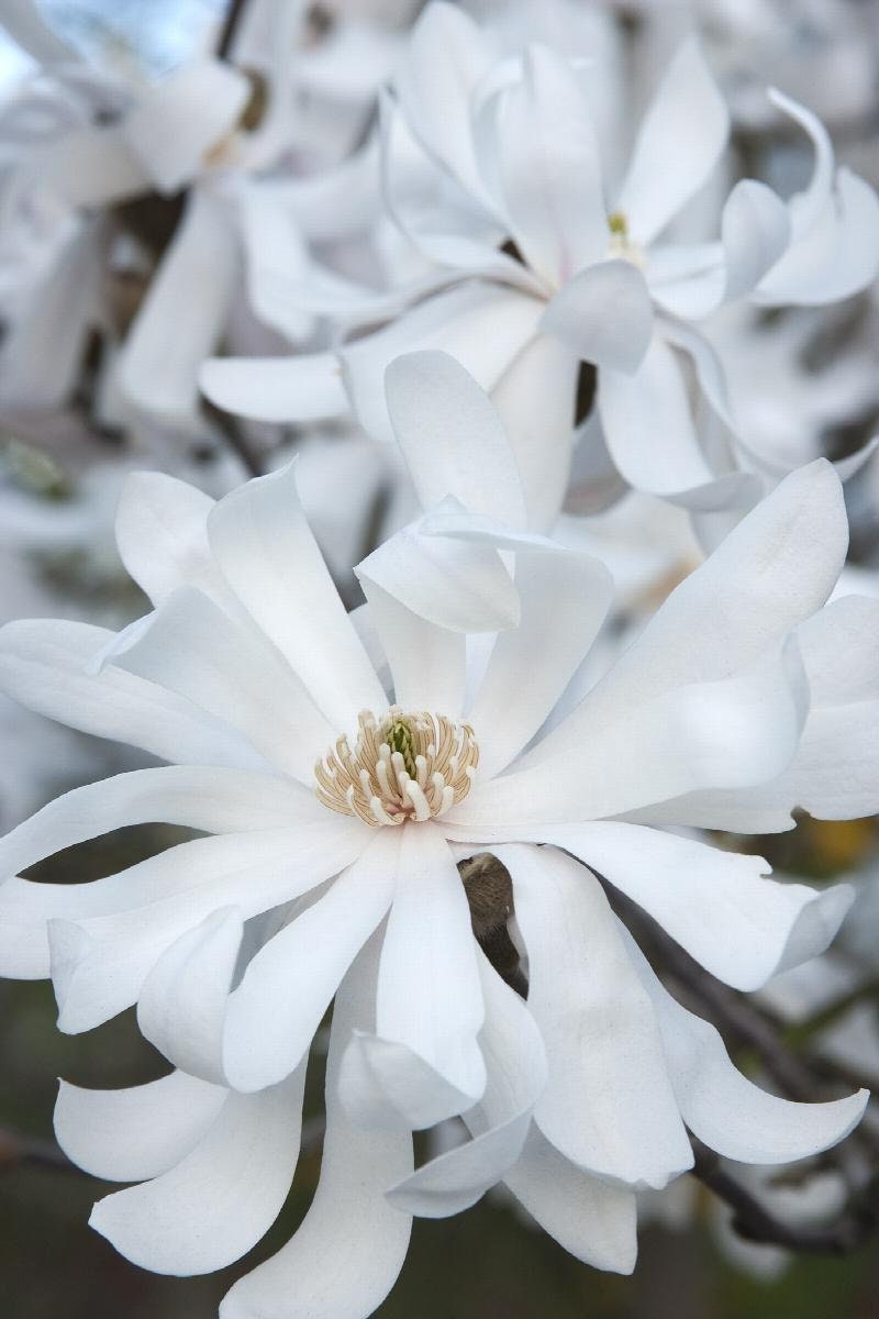 ROYAL STAR MAGNOLIA - 1 Gallon Size Tree - Free Shipping!