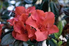 Autumn Embers Encore Azalea - RED Flowers - LARGE 3 Gallon Sizes - Free Shipping!