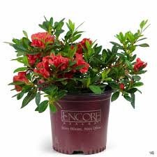 Autumn Embers Encore Azalea - RED Flowers - LARGE 3 Gallon Sizes - Free Shipping!