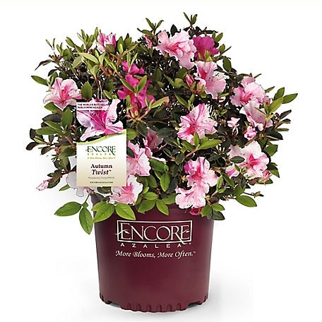 Autumn Twist Encore Azalea - Pink, Purple, and White Flowers - Large 3 Gallon Sizes - Free Shipping!