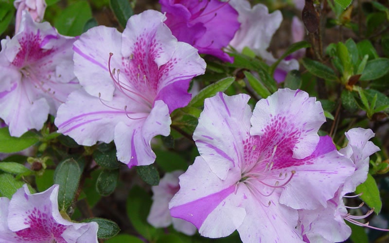 Autumn Twist Encore Azalea - Pink, Purple, and White Flowers - Large 3 Gallon Sizes - Free Shipping!